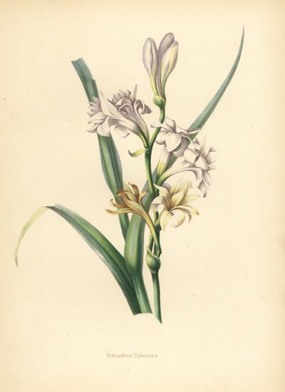 Tuberose, Polianthes Tuberosa by Unknown